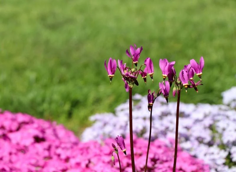 Bożykwiat pięknie wygląda w towarzystwie innych roślin