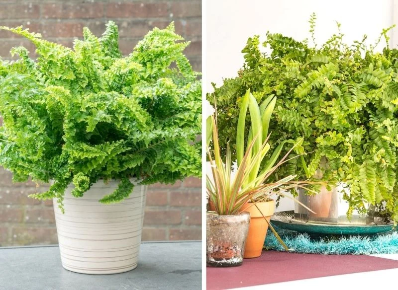 Rozkrzewione, dobrze odżywione paprocie wyglądają bardzo efektownie, a przy tym pomagają w oczyszczaniu powietrza