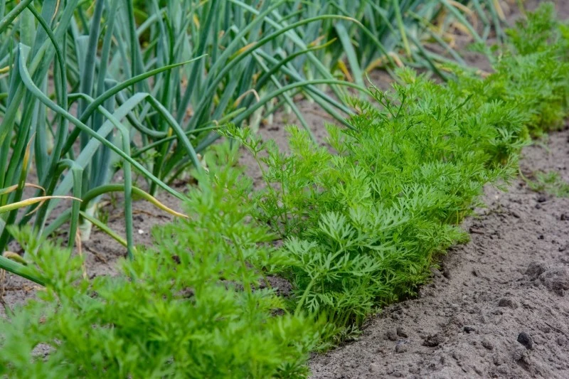 Uprawa warzyw we własnym ogrodzie niesie ze sobą szereg korzyści