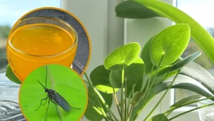 Czarne meszki w roślinach doniczkowych to ziemiórki. w jaki sposób się ich pozbyć?