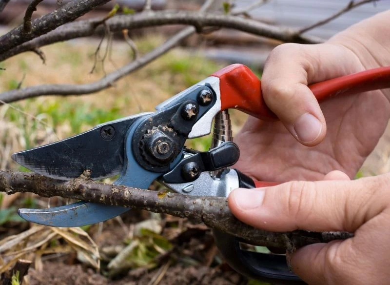 Sposób wykonania cięcia podczas pozyskiwania sadzonek ma istotne znaczenie