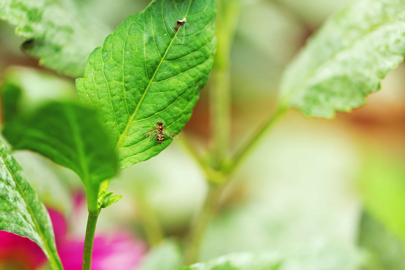 Muszki w kwiatach pojawiają się głównie w sytuacji, gdy gleba jest bardzo wilgotna