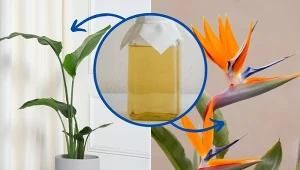 Jeśli strelicja przestała kwitnąć, podlej ją domową odżywką.