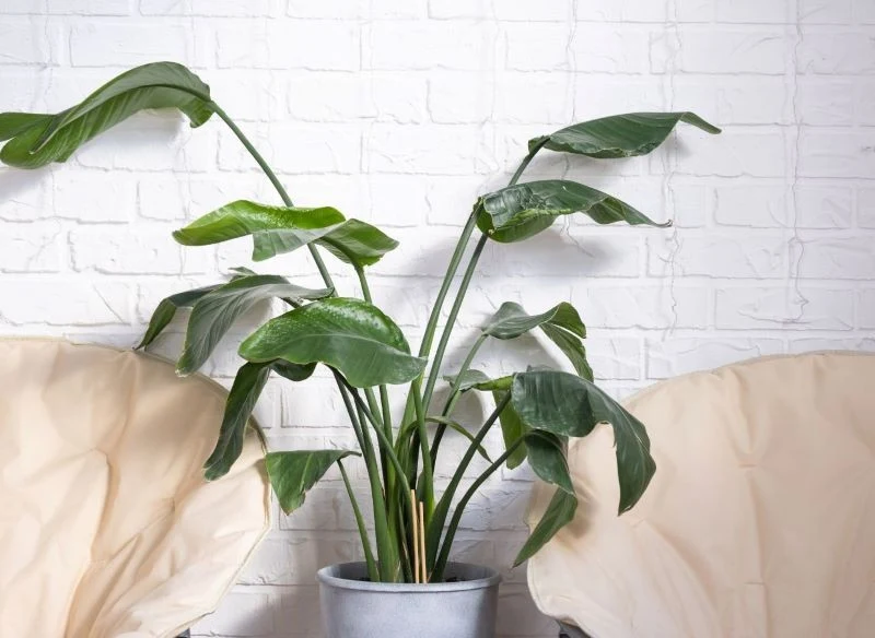 Zdarza się, że strelicja wstrzymuje kwitnienie