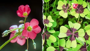 Szczawik czterolistny nazywany jest potocznie kwiatem miłości albo koniczynką szczęścia.