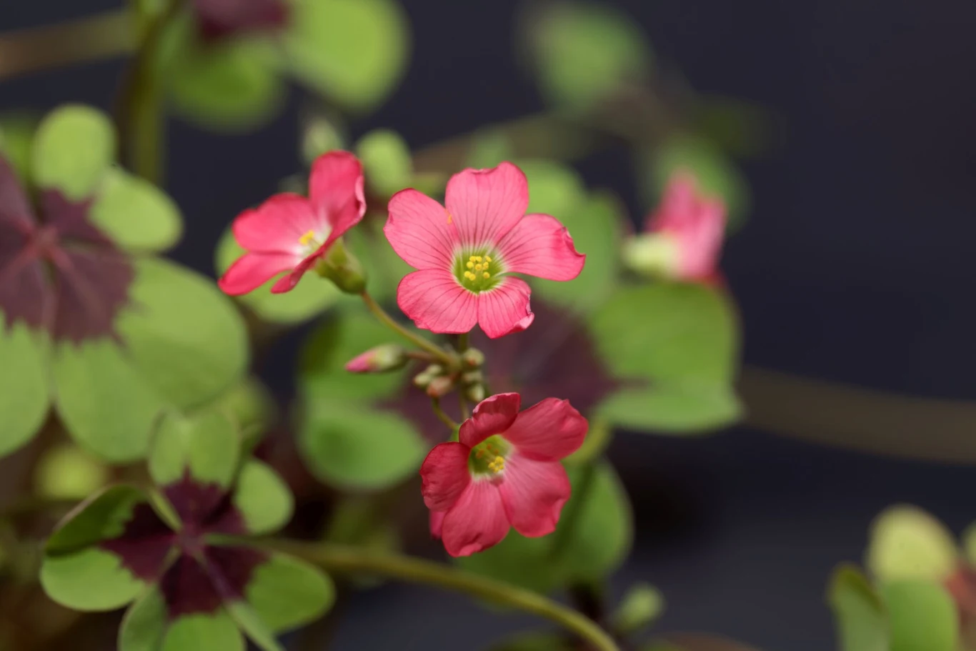 Szczawik czterolistny nie znosi stałej wilgoci w podłożu jak i przesuszania