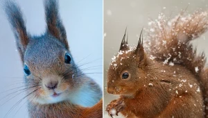 Czy wiewiórki warto dokarmiać zimą?