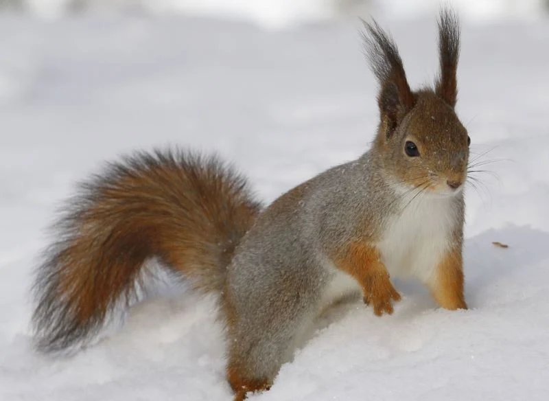 Futerko wiewiórki pospolitej zimą nabiera popielatych tonów