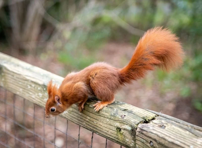 Nie warto wyganiać wiewiórki z ogrodu
