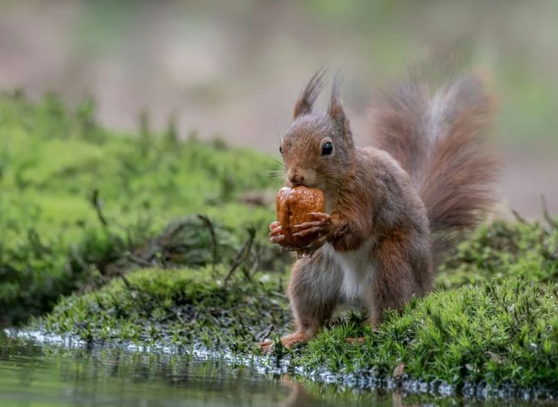 Wartościowe orzechy są ulubionym przysmakiem wiewiórek