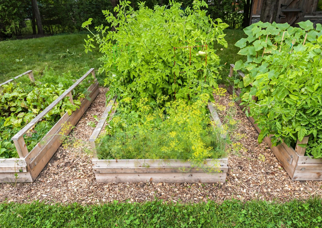 Dlaczego warto uprawiać warzywa w skrzyniach