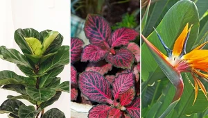 Przedstawiamy 11 najpiękniejszych roślin doniczkowych.