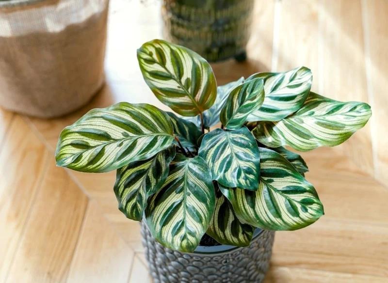 Jedną z najpiękniejszych roślin doniczkowych jest kalatea