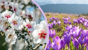 Czy uda ci się rozpoznać kwiaty, które zwiastują nadejście wiosny? Sprawdź, ile z 12 gatunków kojarzysz.
