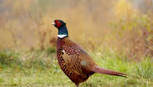 Bażant jest pięknie ubarwionym ptakiem, wojowniczym, ale jednocześnie dość płochliwym.