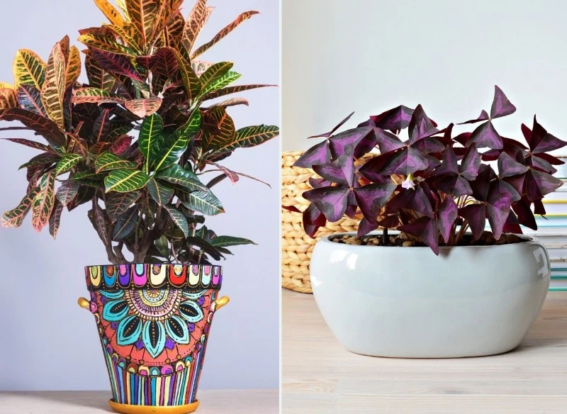 Wśród najpiękniejszych roślin doniczkowych można wymienić krotona (po lewej stronie) oraz szczawika trójkątnego (po prawej stronie)