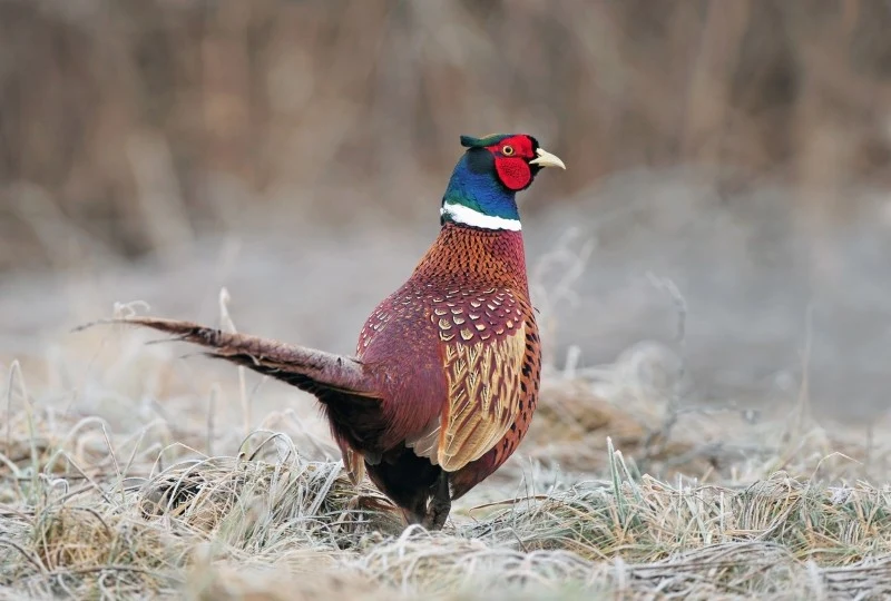 Piękne upierzenie bażanta przyciąga wzrok wielu miłośników przyrody