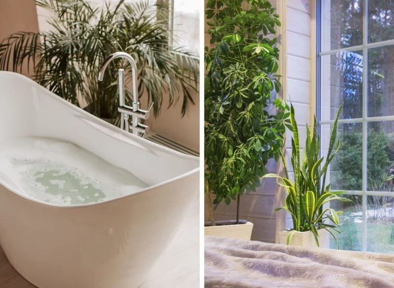 Warto zainwestować w rośliny pochłaniające wilgoć, które rosną w trudniejszych warunkach np