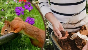 Dlaczego wiewiórki wykopują cebulki roślin z ogrodu i buszują po kwietnikach? Nie chodzi tylko o jedzenie.