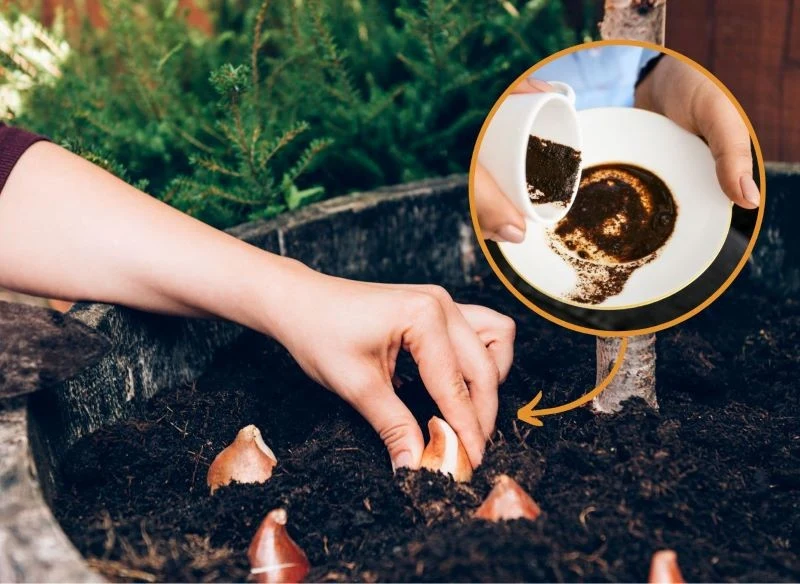Podsypanie rabatki fusami po kawie przynosi wiele korzyści, nie tylko odstraszy natrętne gryzonie, ale odżywi glebę