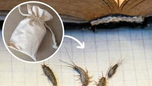 Jak skutecznie pozbyć się rybików cukrowych? Poznaj genialną metodę.