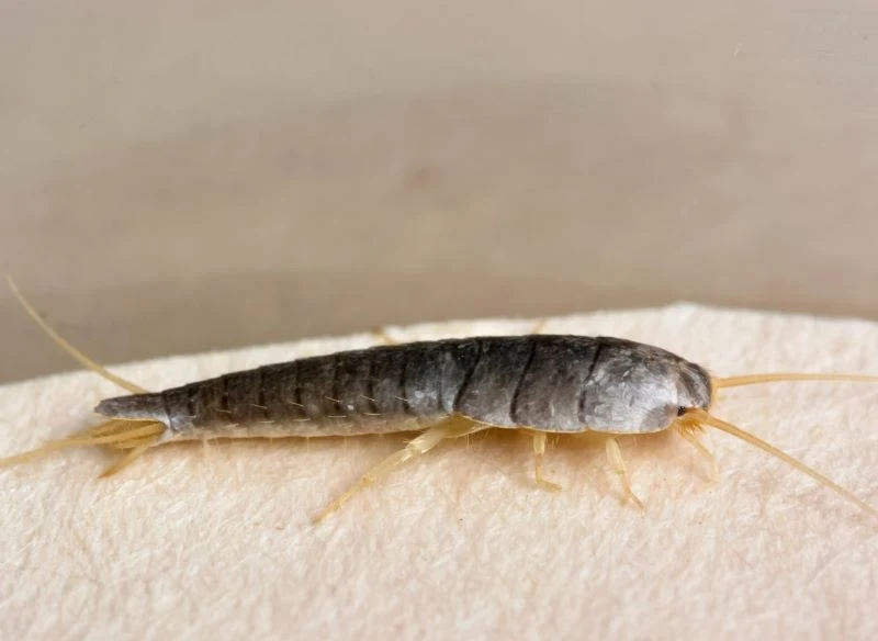 Rybiki pojawiają się w miejscach, w których panuje wysoka wilgotność