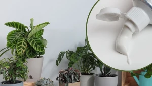 Domowe odżywki dla roślin można zrobić z produktów, które mamy pod ręką.