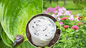 Popiół drzewny świetnie nada się do ogrodu jako nawóz czy jako środek czyszczący w domu.