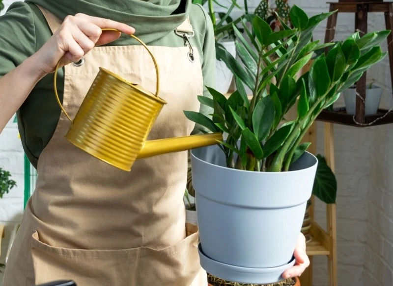 Odżywka z pasty do zębów pobudzi rośliny doniczkowe do wzrostu i kwitnienia