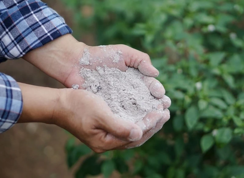Popiół drzewny ma wiele zastosowań w ogrodzie