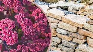 Podziwiany z daleka, rozwinięty rozchodnik sunsparkler 'Cherry Tart' nie przypomina typowych sukulentów. Fot. CanvaPro