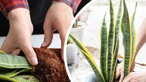 Sansewieria nie potrzebuje częstej zmiany doniczki i podłoża. Kiedy ją przesadzić, aby jej nie zaszkodzić?