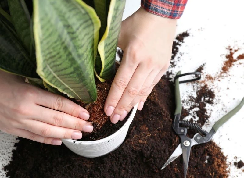 Sansewieria dobrze się czuje w ciasnych doniczkach