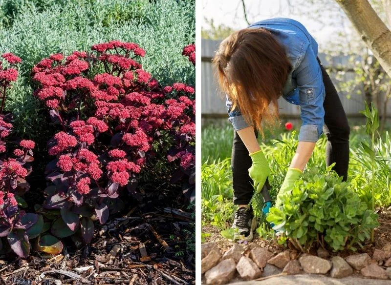 Odmianę rozchodnika sunsparkler 'Cherry Tart' możesz posadzić w towarzystwie roślin zielonych, stworzy ciekawy kontrast