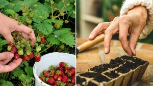 Chcesz, aby poziomki owocowały w pierwszym roku od założenia uprawy? Jest na to prosty sposób.