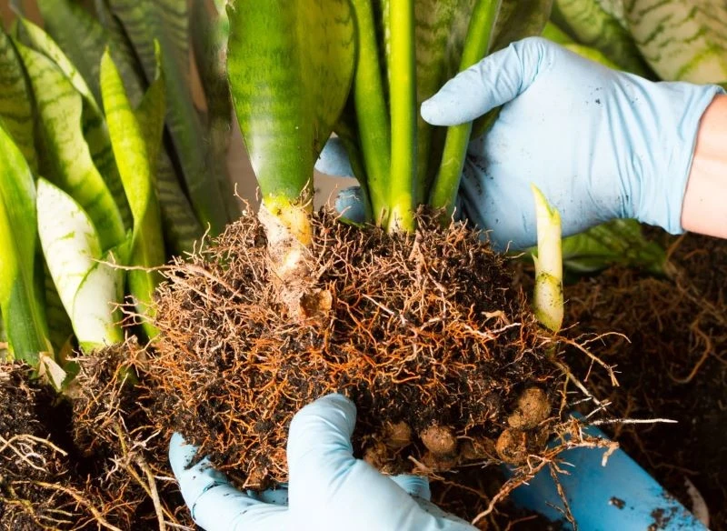 Podczas przesadzania sansewierii możemy ją rozmnożyć, dzieląc jej korzenie