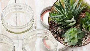 Terrarium z roślinami to bardzo modna i ładna dekoracja.