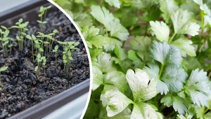 Seler to popularne warzywo uprawiane w ogrodach przydomowych.