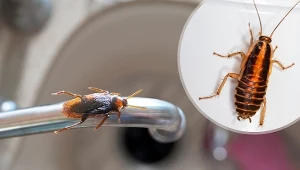 Karaluchy, zwane również karaczanami nie należą do mile widzianych gości w naszych domach.