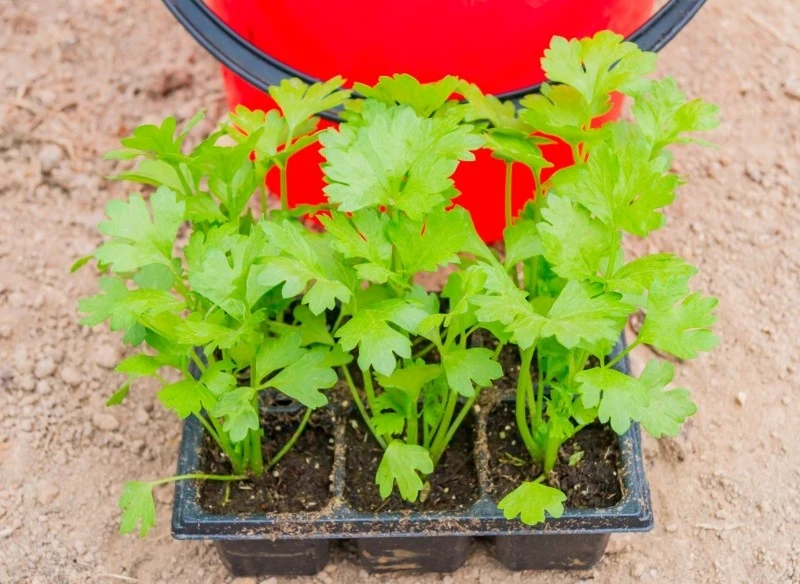 Seler uprawia się z rozsady