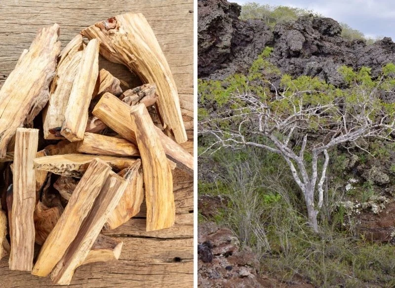 Drzewo, z którego pochodzą drewniane kadzidełka, wygląda bardzo niepozornie, choć przypisuje się mu magiczne moce