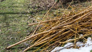Palisz gałęzie na własnej posesji? Sprawdź, czy jest to zgodne z prawem.