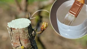 Maść ogrodnicza chroni drzewka owocowe przed wilgocią, mrozem, bakteriami i grzybami, dlatego należy nią zabezpieczać rany zaraz po cięciu.