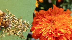 Jak wysiewać aksamitki na rozsadę?