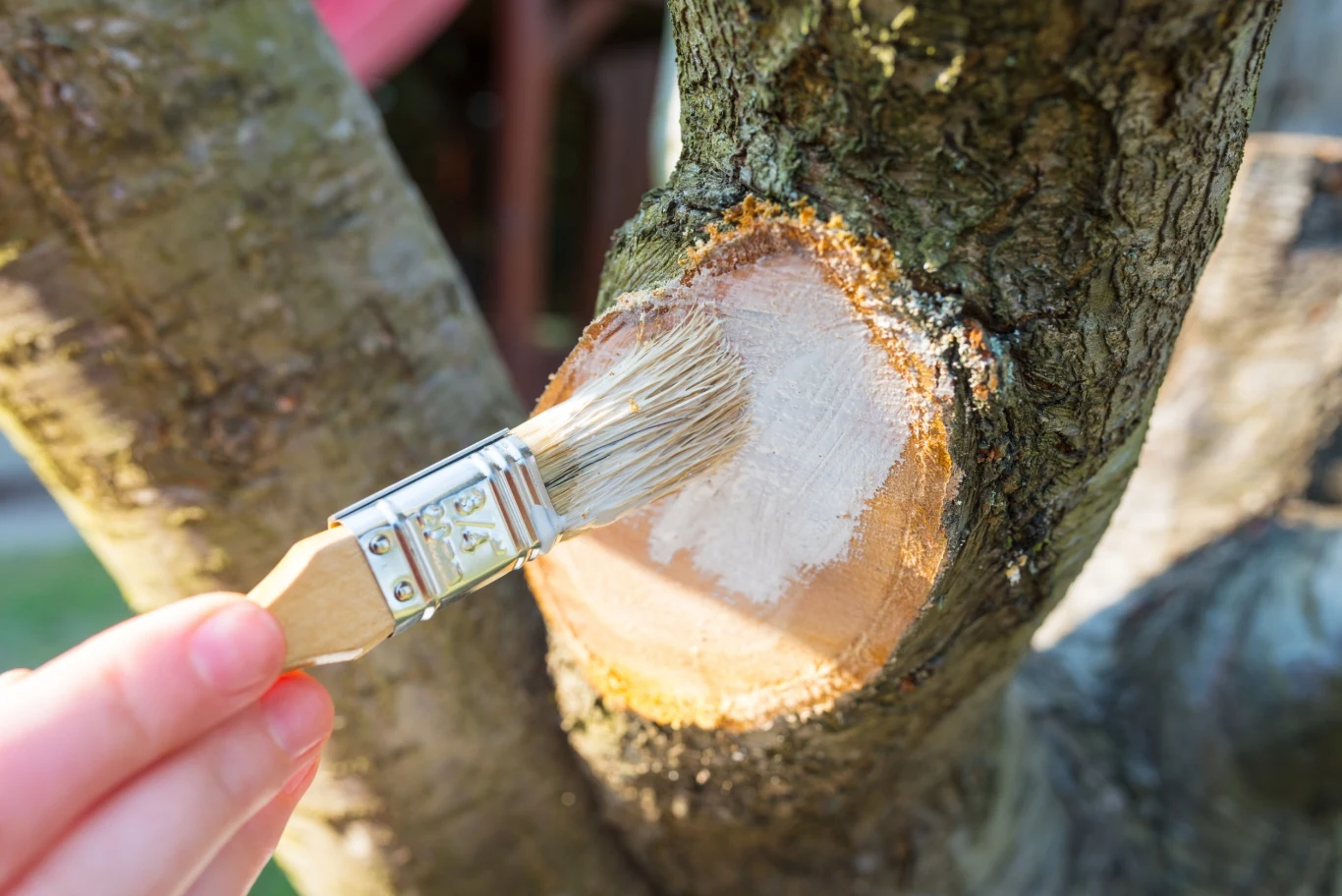 Maść ogrodnicza ma za zadanie stanowić barierę między uszkodzoną częścią drzewa a środowiskiem zewnętrznym