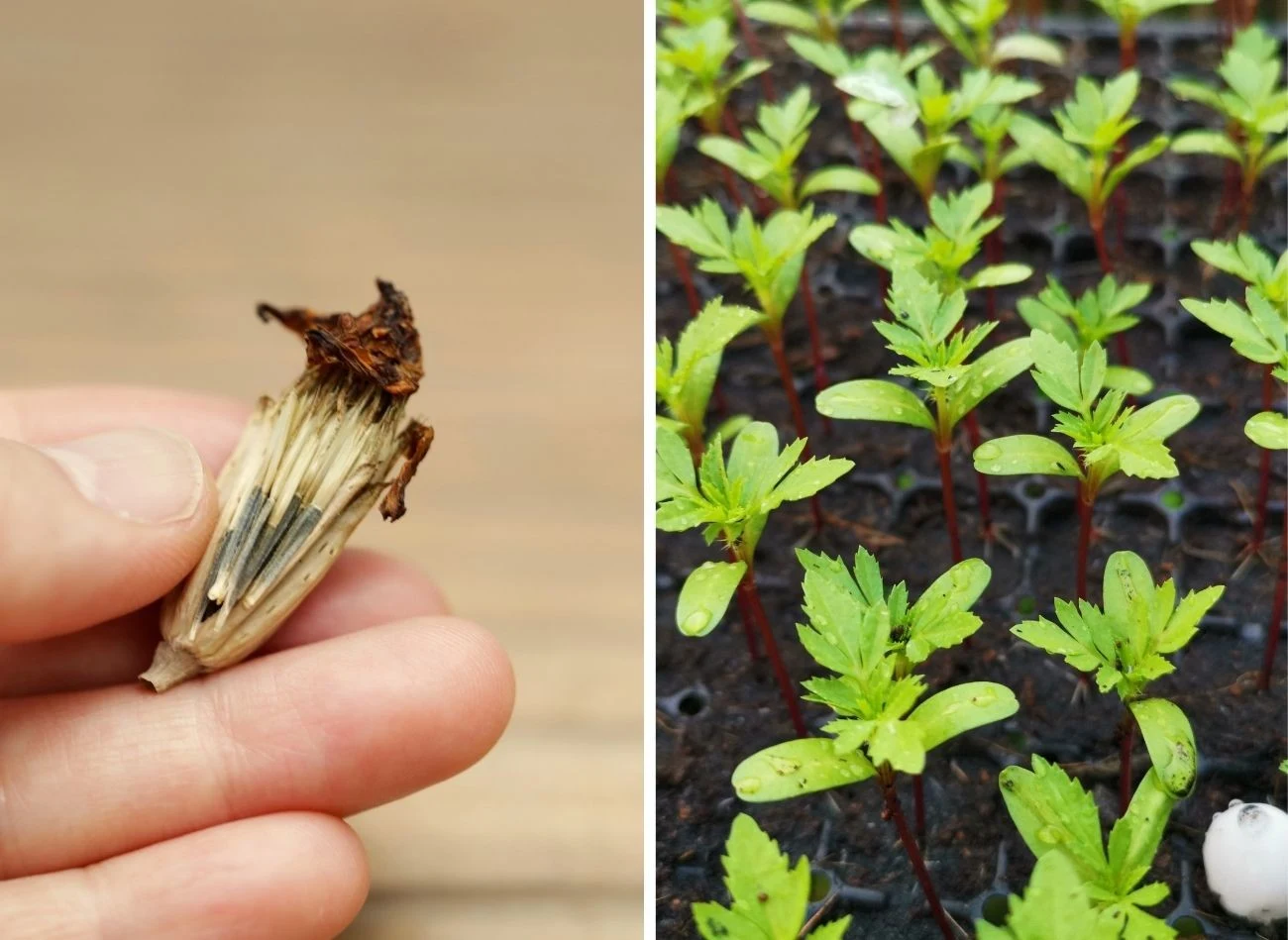 Do siewu aksamitek nadaje się ziemia uniwersalna
