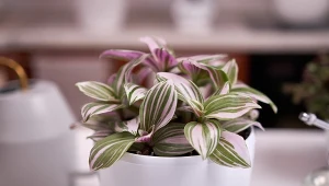 Trzykrotka zebra baby (tradescantia zebrina) to maleńka piękność, którą może uprawiać każdy, nawet nie mając ręki do kwiatów.