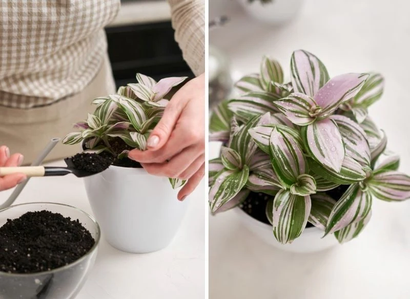 Trzykrotka potrzebuje spulchnionej, dobrze przepuszczalnej gleby oraz nawilżonego powietrza
