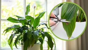 Skrzydłokwiat marnieje, a jego liście brązowieją? Sprawdź, jak go uratować.