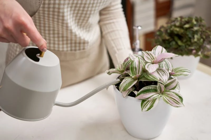 Do podlewania miniaturowych roślinek warto używać konewki z wąską szyjką o mniejszym przepływie
